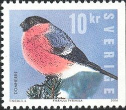 Eurasian Bullfinch (Pyrrhula pyrrhula)