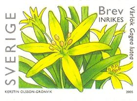 Gagea lutea