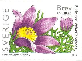 Pulsatilla vulgaris