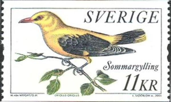 Golden Oriole (Oriolus oriolus)