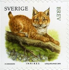 Eurasian Lynx (Lynx lynx)
