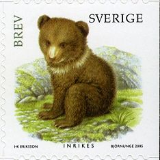 Brown Bear (Ursus arctos)