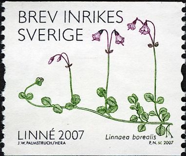 Linnaea borealis