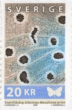 Large Blue (Maculinea arion) - Detail