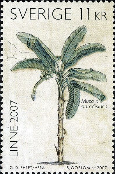 Linné (1707-2007). Banan - Musa paradisiaca