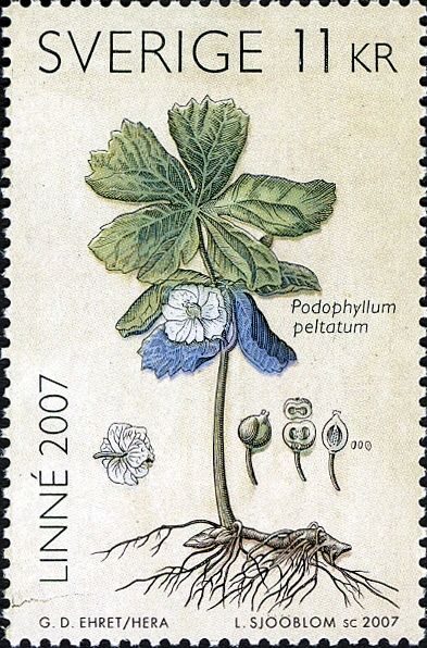 Linné (1707-2007). Podophyllum peltatum