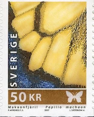 Swallowtail (Papilio machaon) - Detail
