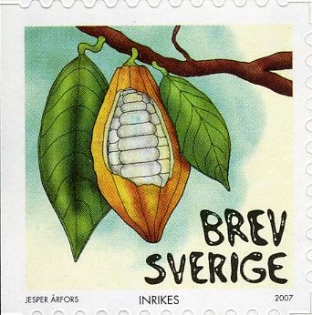 Cocoa Pod on Branch