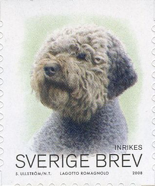 Lagotto Romagnolo (Canis lupus familiaris)