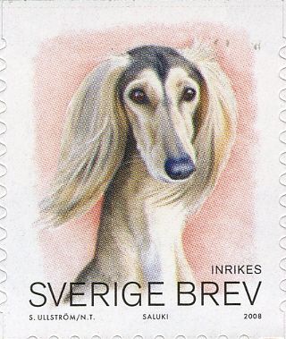 Saluki (Canis lupus familiaris)