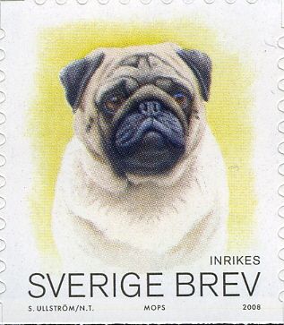 Pug (Canis lupus familiaris)