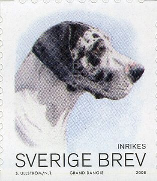 Great Dane (Canis lupus familiaris)