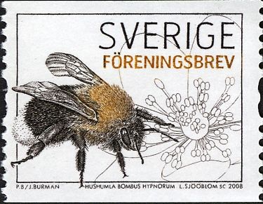 Garden Bumblebee (Bombus hypnorum)