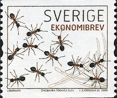 Red Wood Ant (Formica rufa)