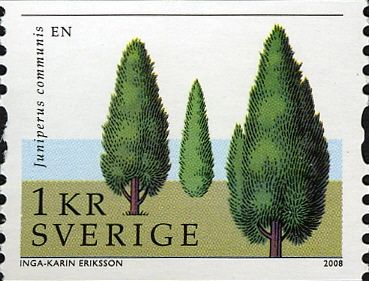 Juniperus communis