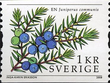 Juniperus communis