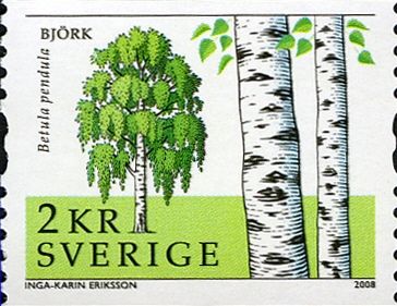 Betula pendula