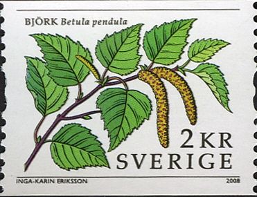 Betula pendula