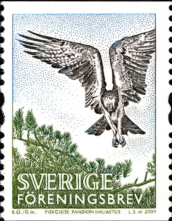 Osprey (Pandion haliaetus)