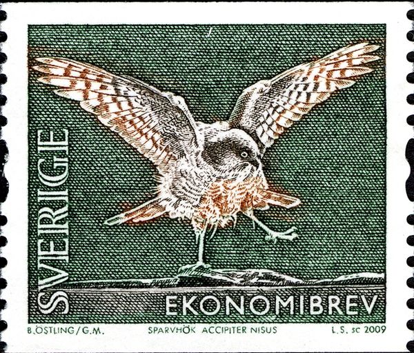 Eurasian Sparrowhawk (Accipiter nisus)