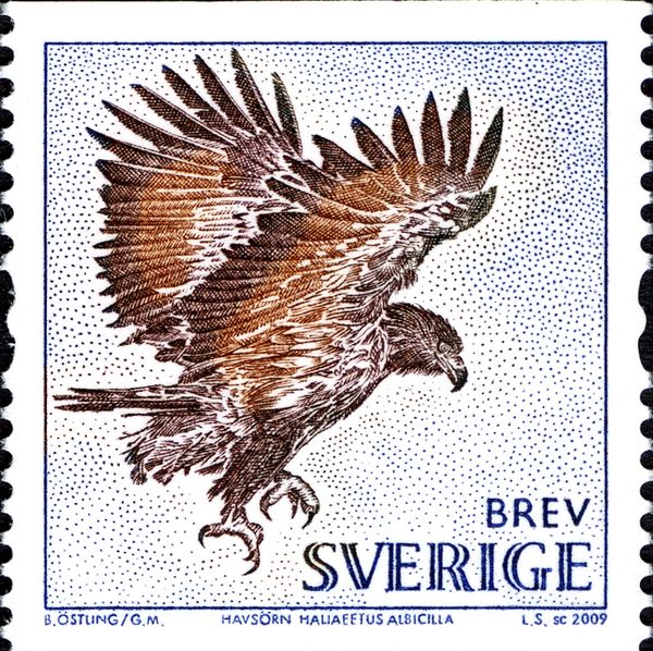 White-tailed Eagle (Haliaeetus albicilla)