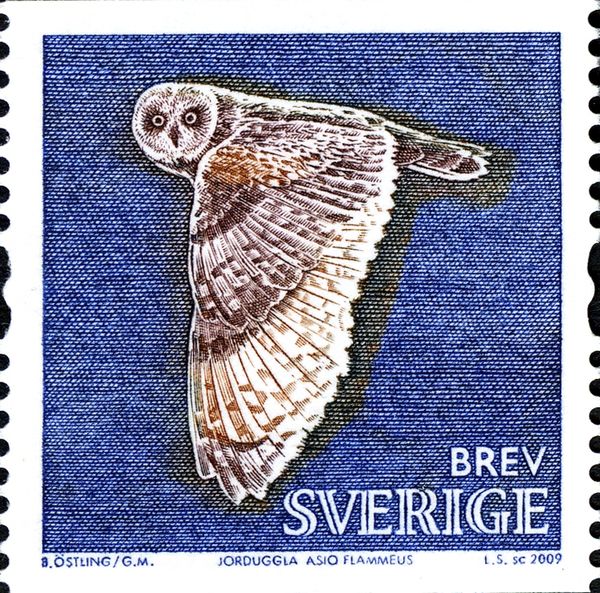 Short-eared Owl (Asio flammeus)