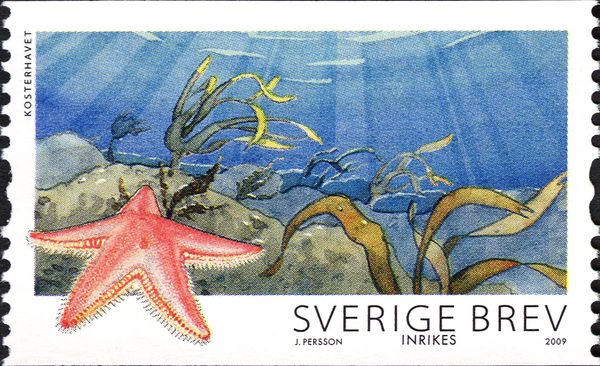 Sand Star (Astropecten irregularis), Koster Sea