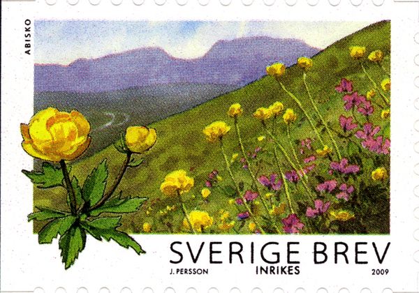 Globeflower (Trollius europaeus), Abisko National Park