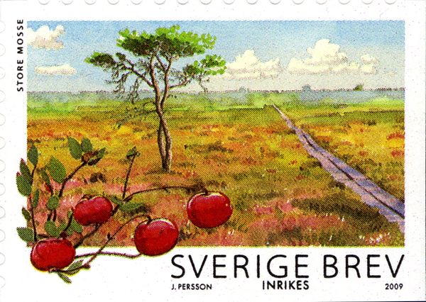 Cranberry (Vaccinium oxycoccus), Store Mosse National Park