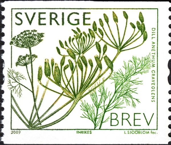 Anethum graveolens