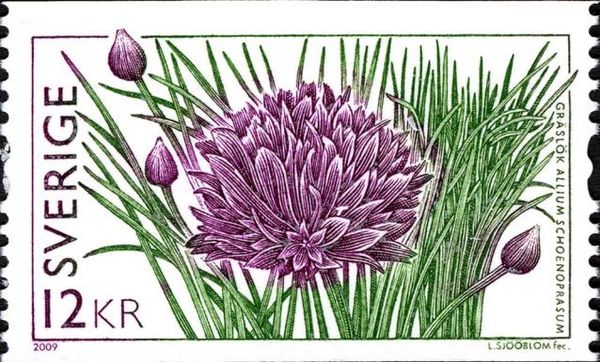 Allium schoenoprasum