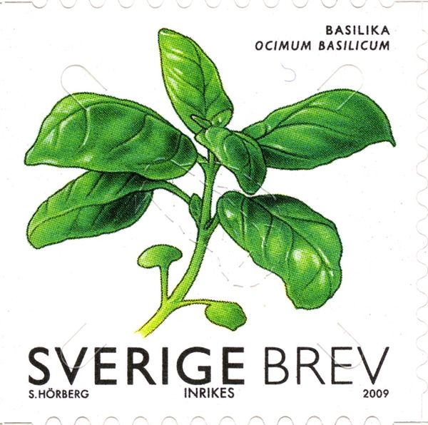 Basil Ocimum basilicum
