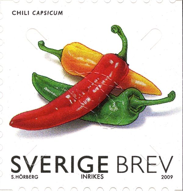 Hot Pepper (Chili capsicum)
