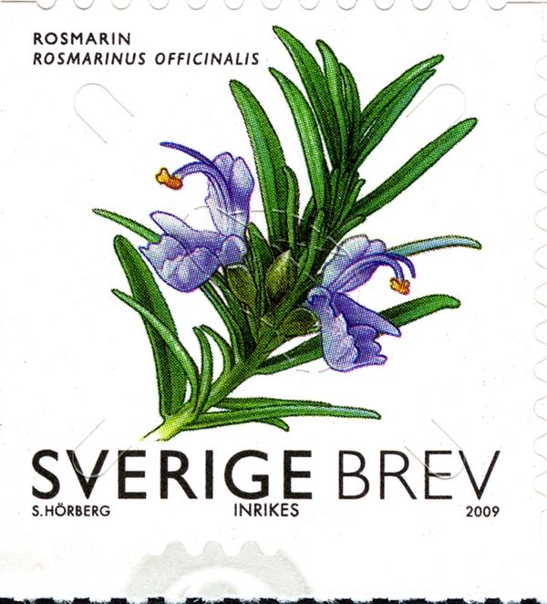 Rosemary - Rosmarinus officinalis