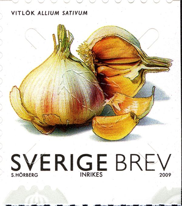 Garlic