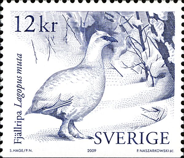 Rock Ptarmigan (Lagopus muta)