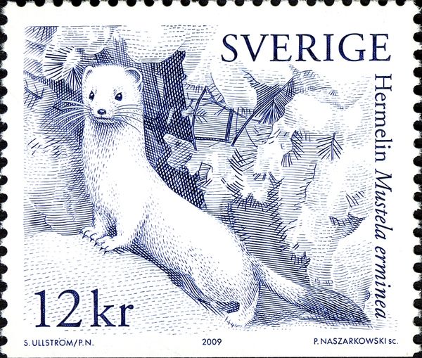 Stoat (Mustela erminea)