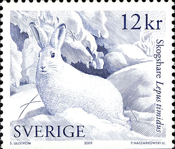 Mountain Hare (Lepus timidus)
