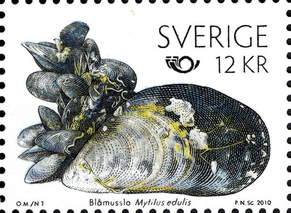 Mytilus edulis