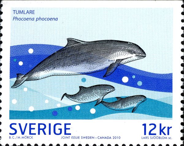 Harbour Porpoise (Phocoena phocoena)