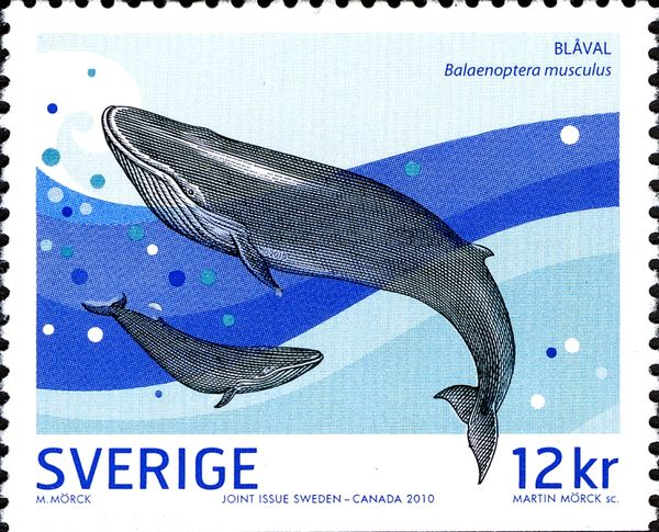 Blue Whale (Balaenoptera musculus)