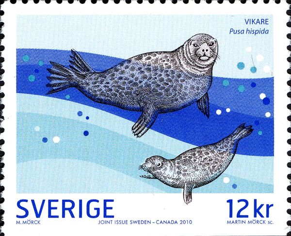Ringed Seal (Pusa hispida)