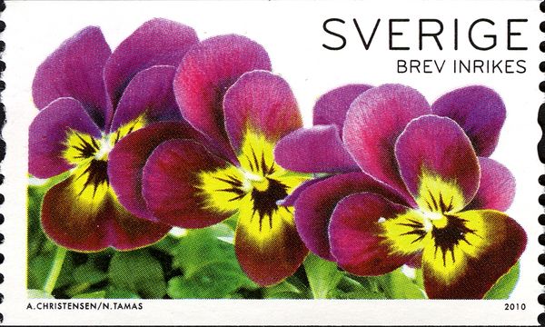Three Pansies
