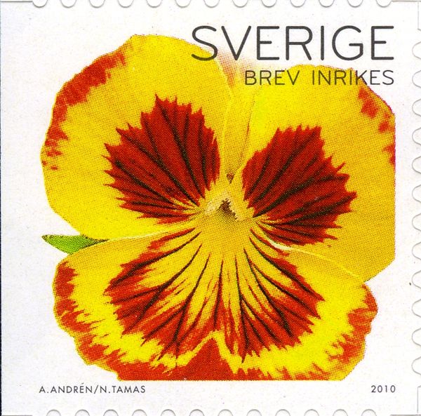 Pansies