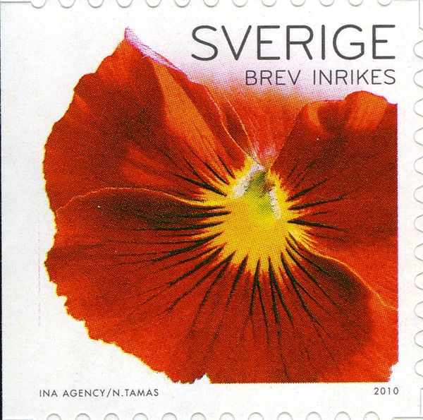 Pansies
