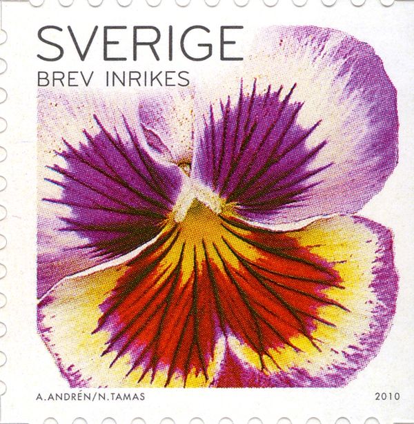 Pansies