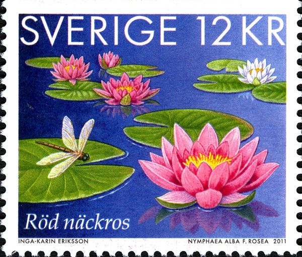 Nymphaea alba f rosea