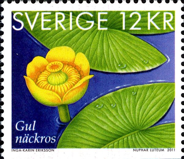 Nuphar lutea