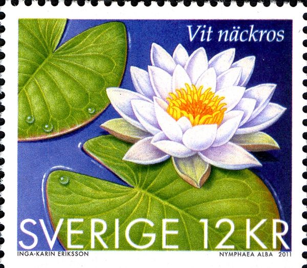 Nuphar lutea