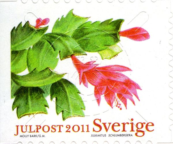 Schlumbergera